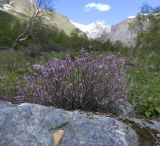 Долина реки Азау, image of landscape/habitat.