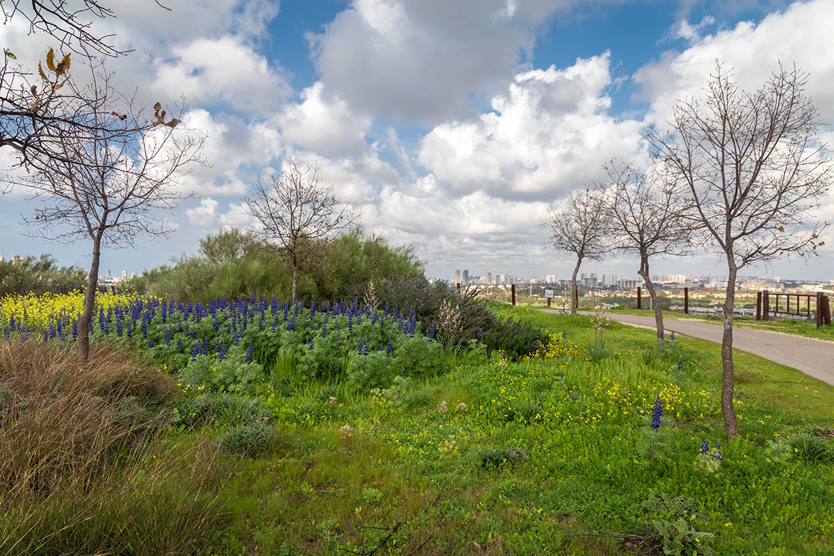 Парк Ариэля Шарона, image of landscape/habitat.