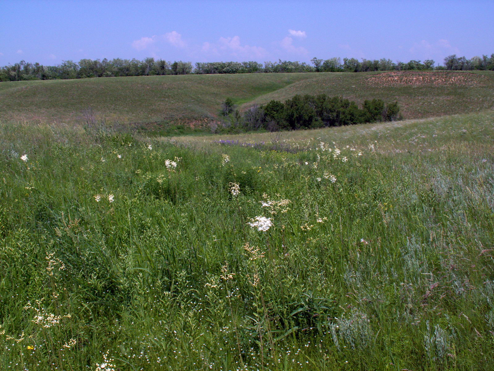 Балка Западная, image of landscape/habitat.