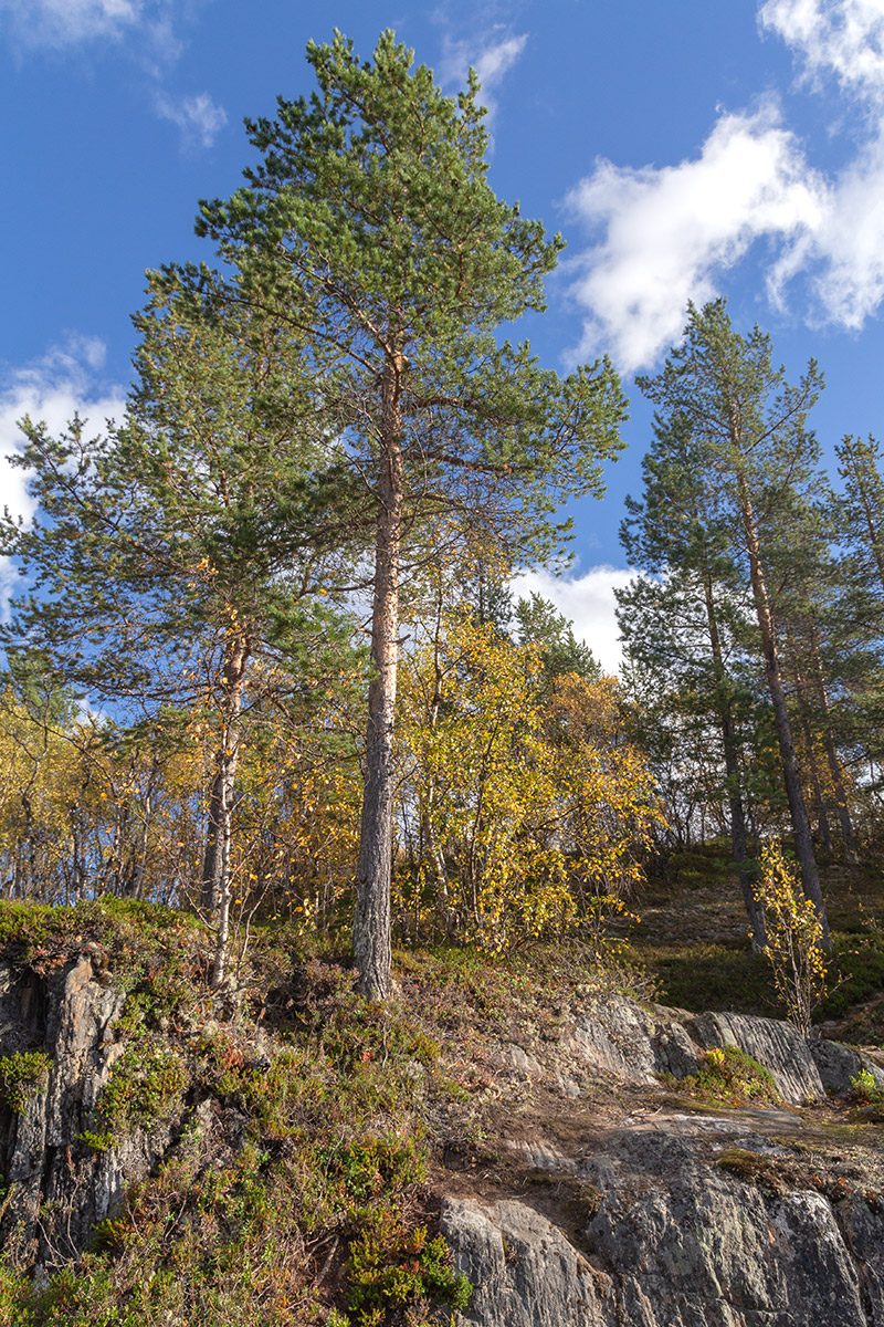 Река Ура, image of landscape/habitat.