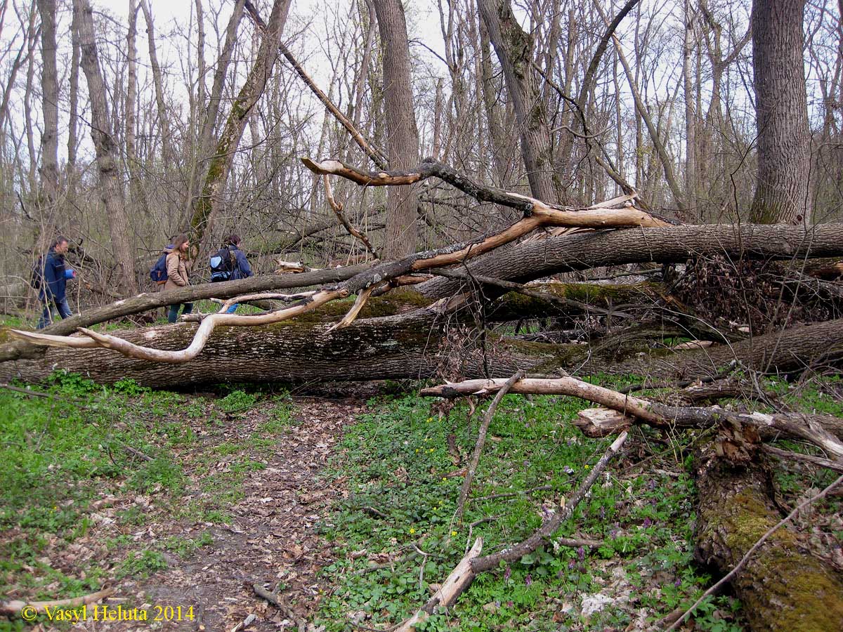 Лесники, низинная часть, image of landscape/habitat.