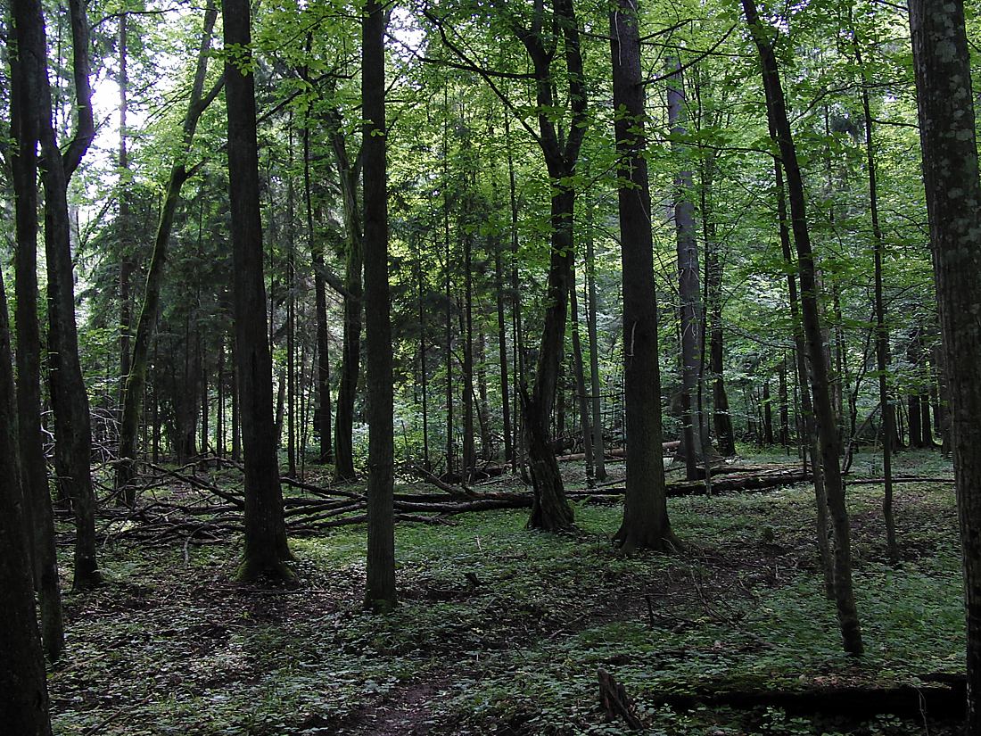 Беловежская пуща, image of landscape/habitat.