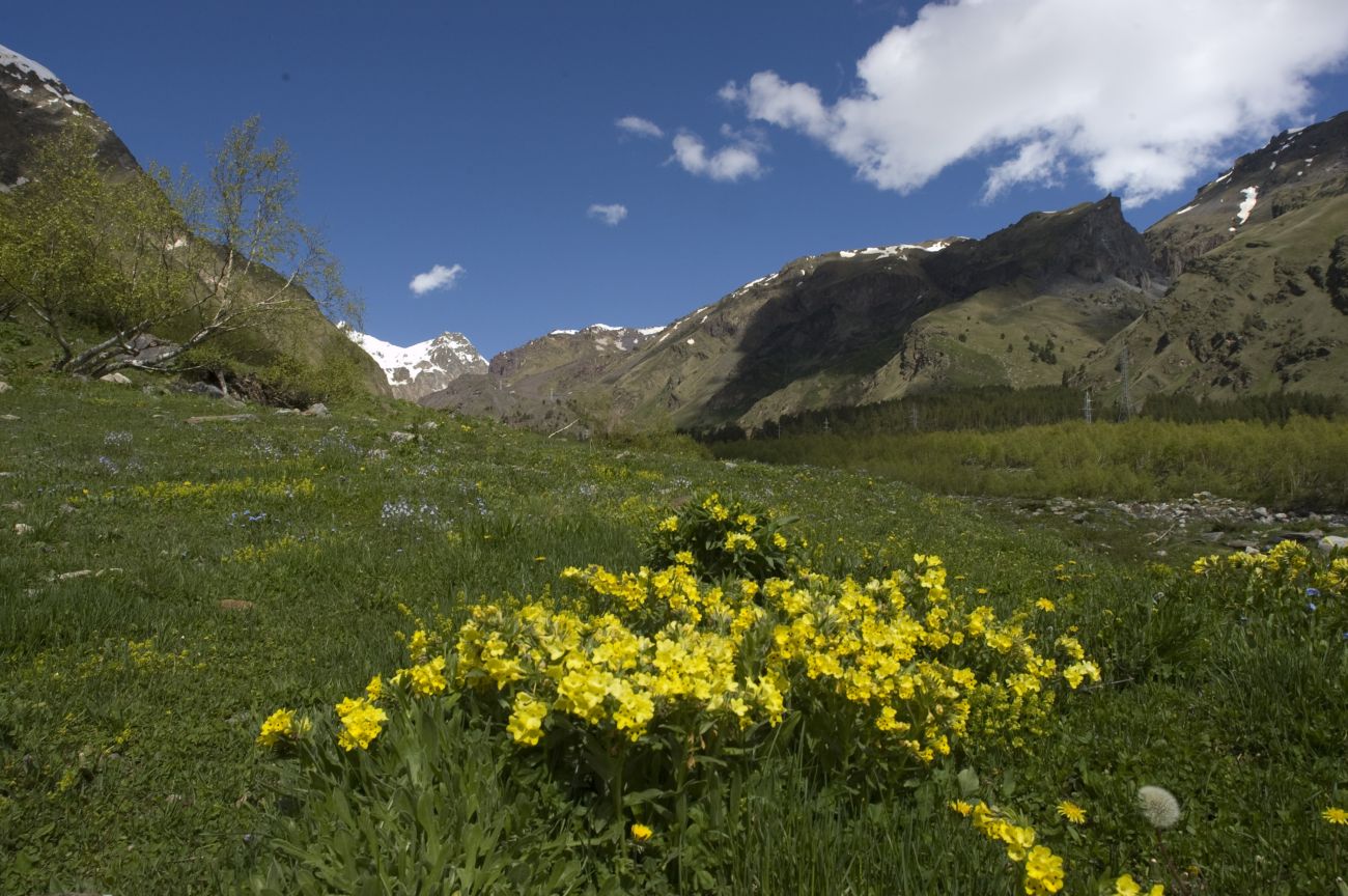 Долина реки Азау, image of landscape/habitat.