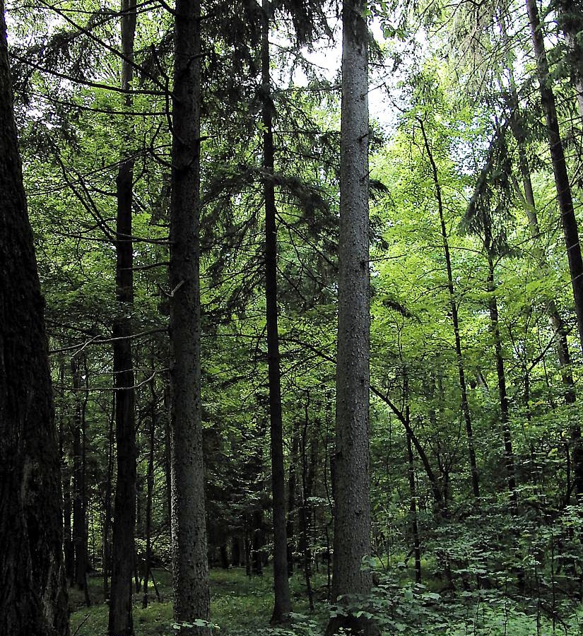 Беловежская пуща, image of landscape/habitat.