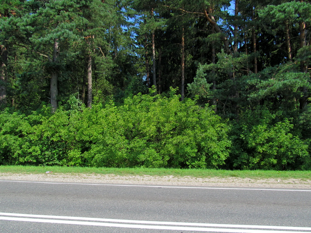Волковичи, image of landscape/habitat.