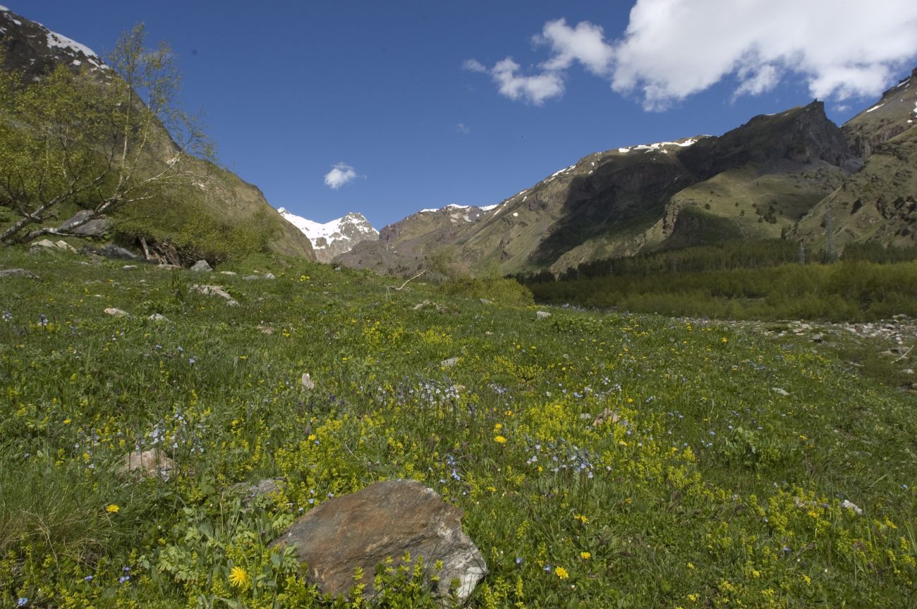 Долина реки Азау, image of landscape/habitat.