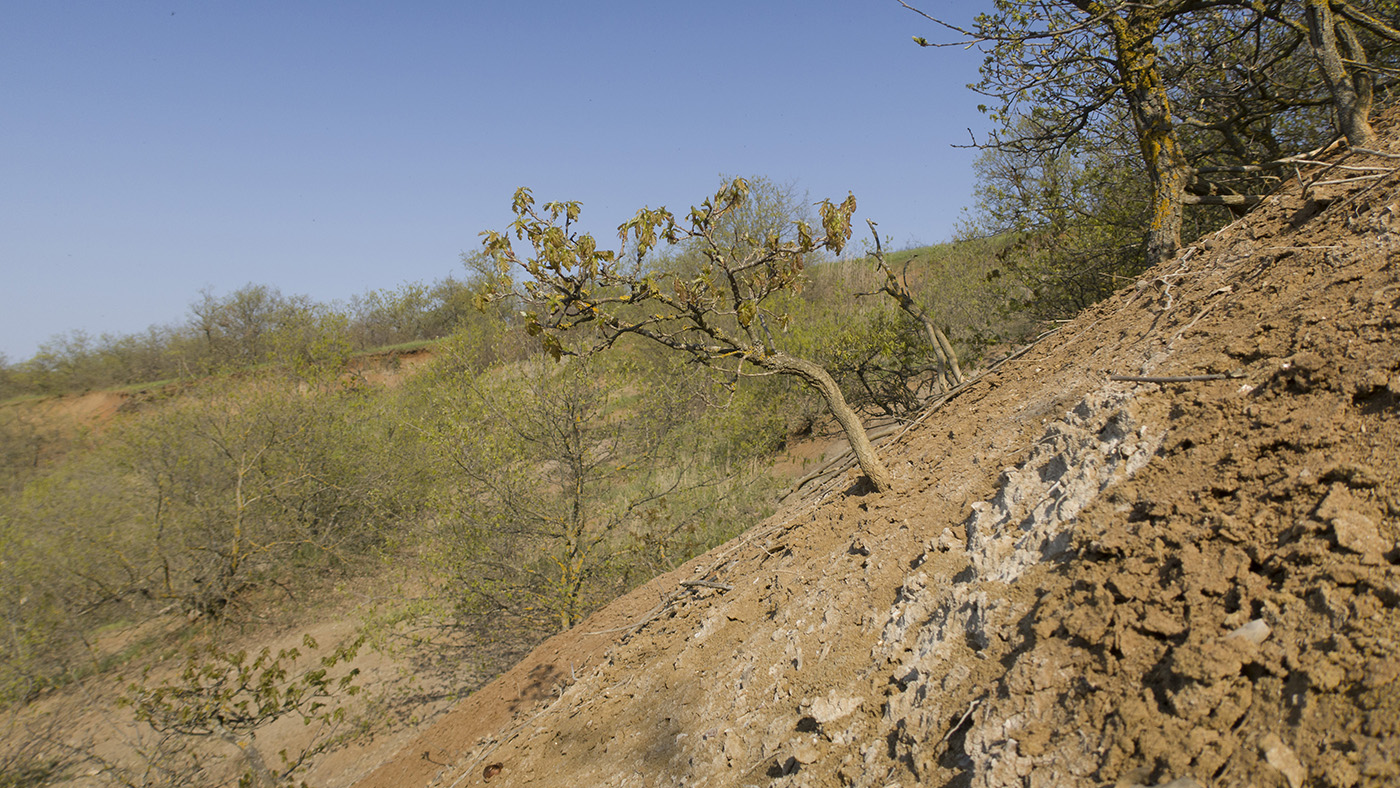 Дубовый Рынок, image of landscape/habitat.