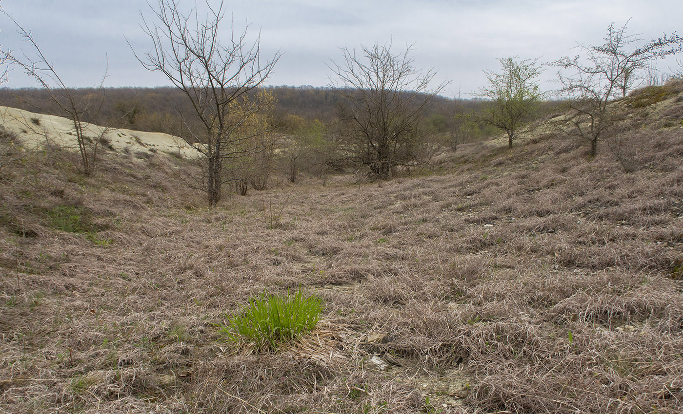 Карьер в Темрючках, image of landscape/habitat.
