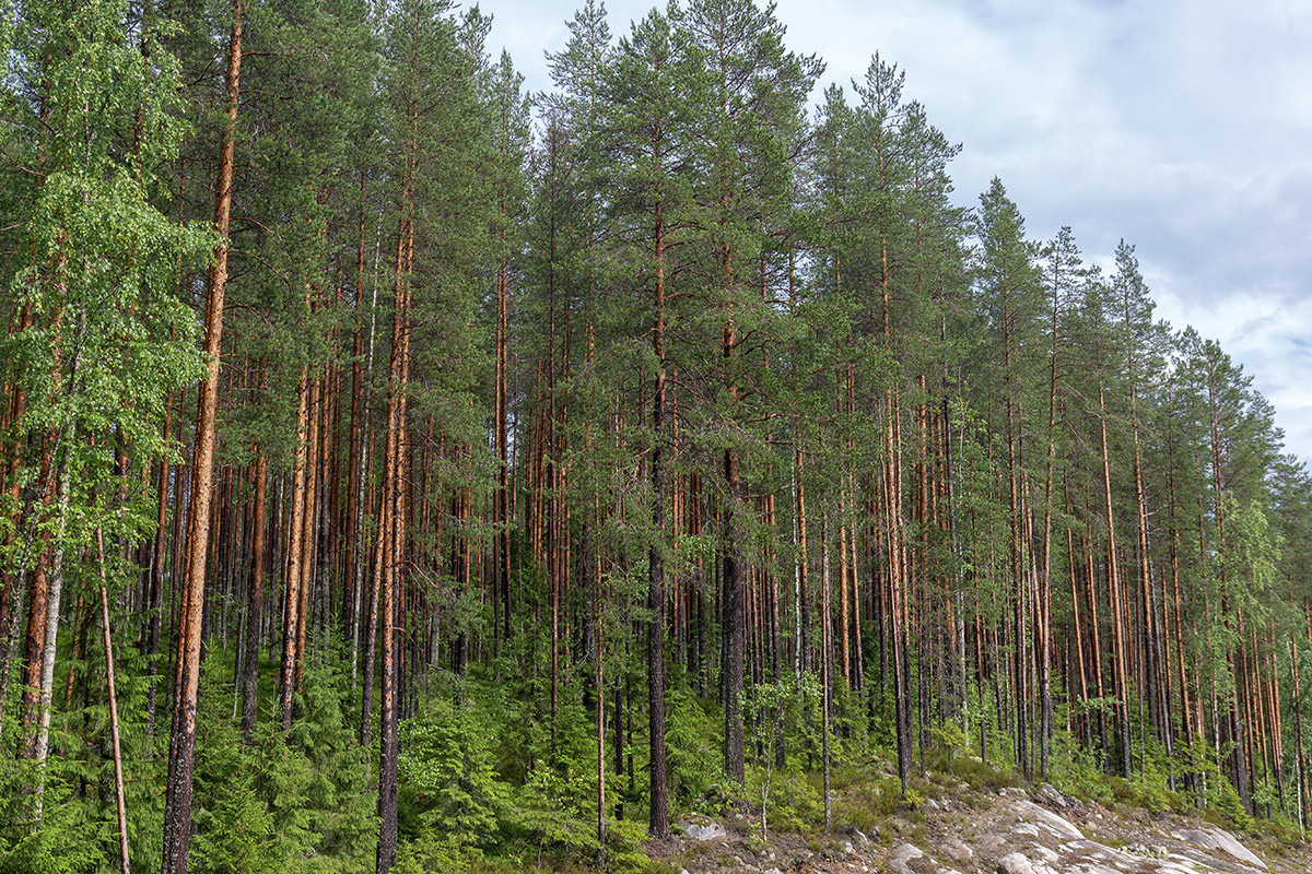 Медвежьегорск и окрестности, image of landscape/habitat.