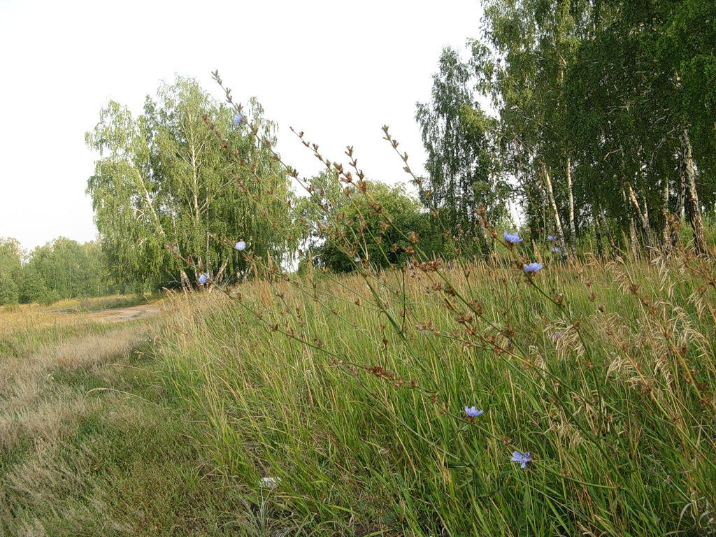 Озеро Сладкое, image of landscape/habitat.