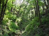 Image of landscape