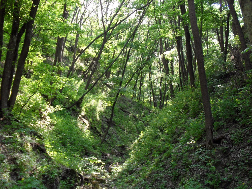 Луганск и окрестности, image of landscape/habitat.