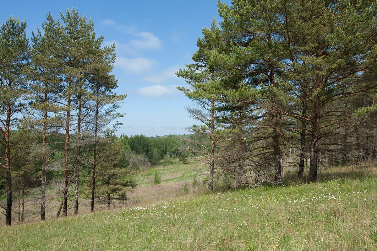 Изборско-Мальская долина, image of landscape/habitat.