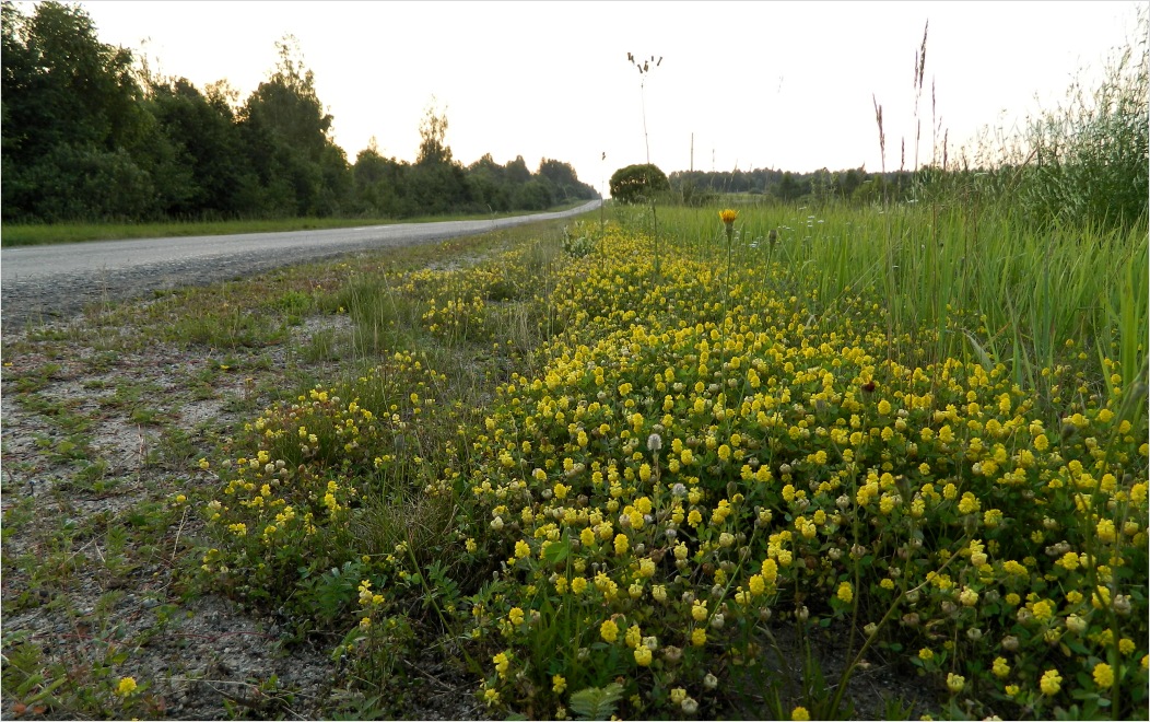 Каспля, image of landscape/habitat.