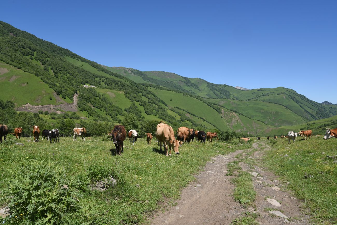 Селение Чайры и окрестности, image of landscape/habitat.