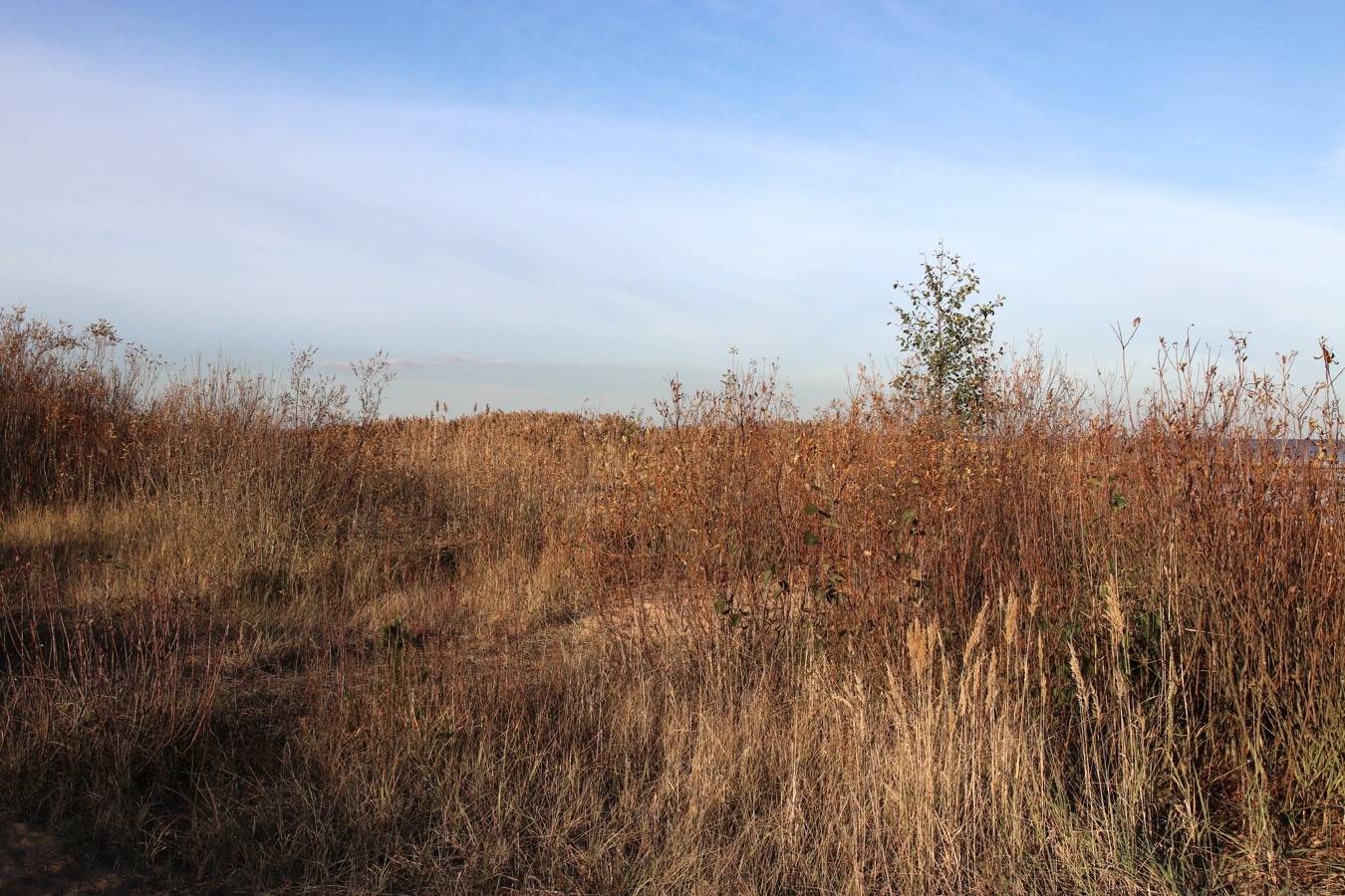 Окрестности Коккорево, изображение ландшафта.