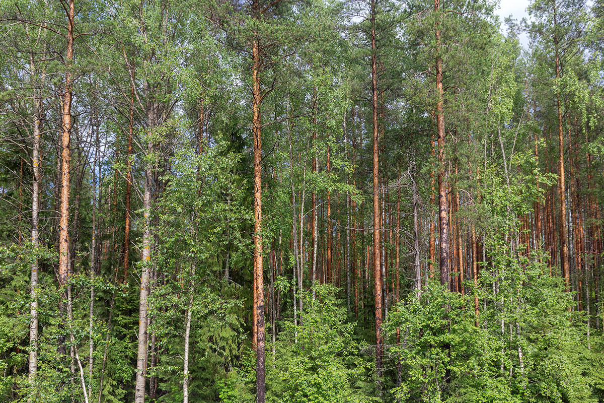 Медвежьегорск и окрестности, image of landscape/habitat.