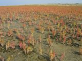 Схирмонниког (Schiermonnikoog), изображение ландшафта.