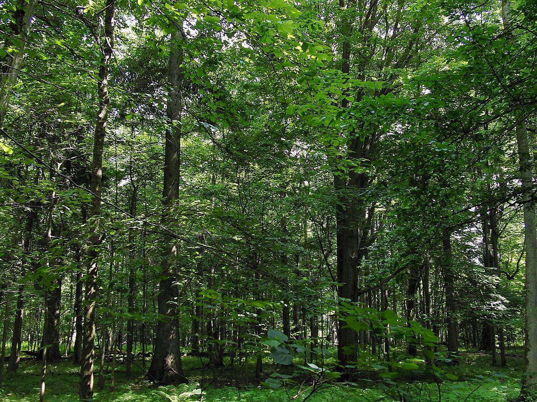 Разнообразие природы лесов. Широколиственный лес России. Широколиственный лес в Швеции. Широколиственные леса широколиственные леса. Растения в широколиственном лесу Дубрава.