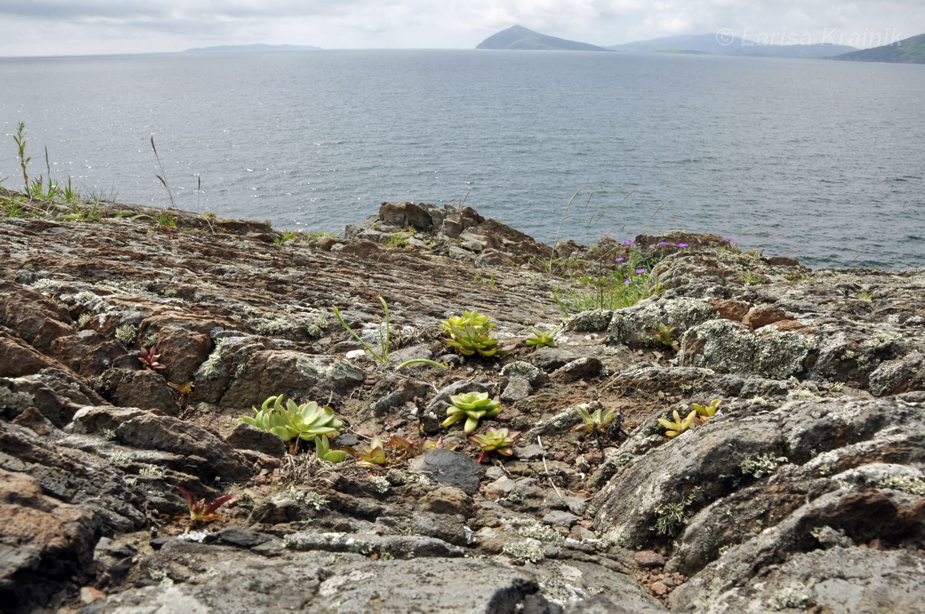 Полуостров Краббе, image of landscape/habitat.