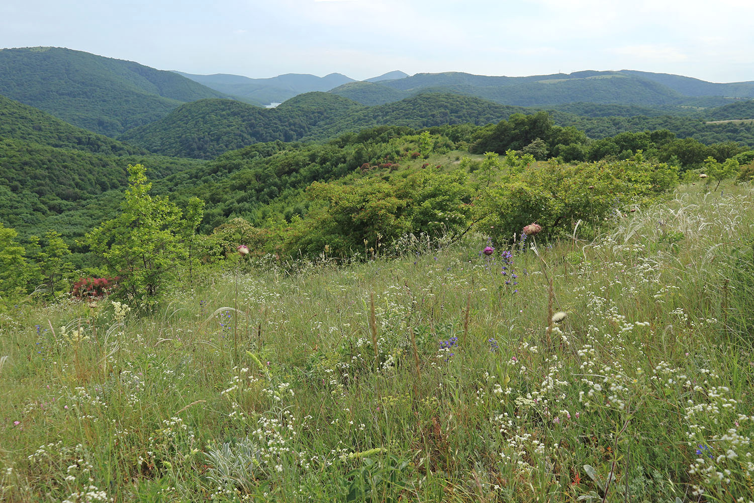 Вышка, image of landscape/habitat.