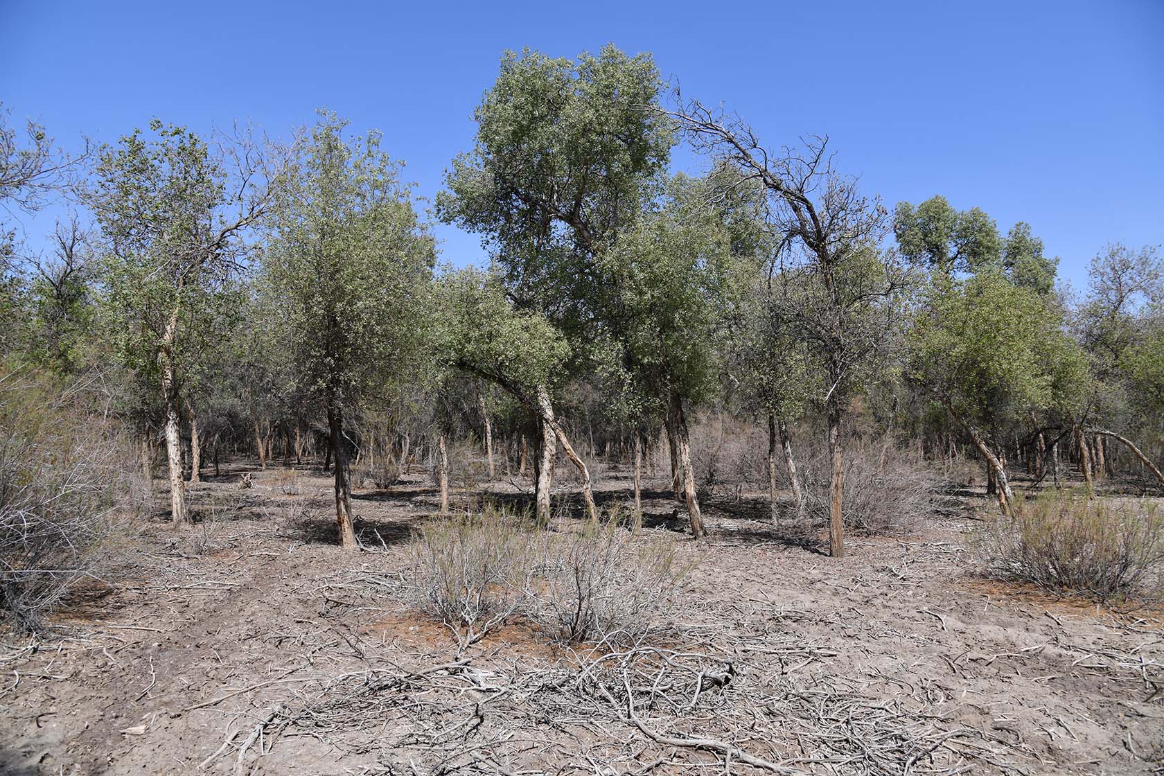 Бадай-Тугай, image of landscape/habitat.