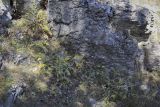Ай-Петринская яйла, image of landscape/habitat.