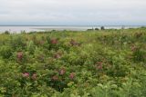 Корсаков, image of landscape/habitat.