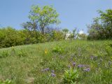 Гора Рябкова, image of landscape/habitat.