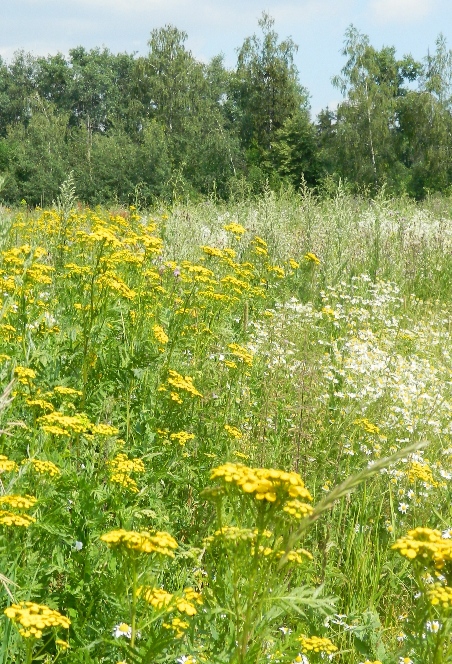 Звенигородский край, image of landscape/habitat.