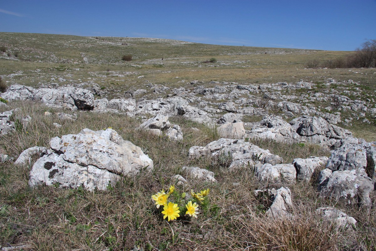 Долгоруковская яйла, image of landscape/habitat.