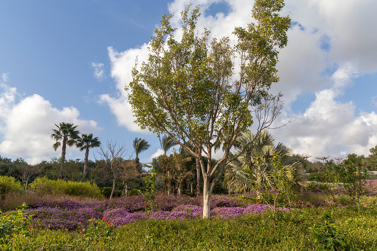 Парк Ариэля Шарона, изображение ландшафта.