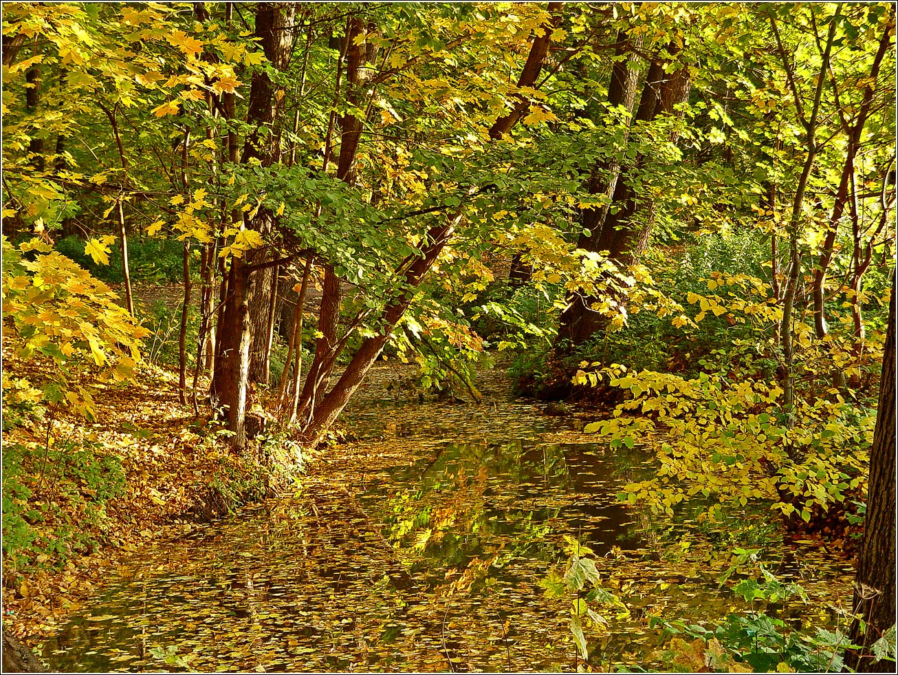 Кузьминский лесопарк, image of landscape/habitat.