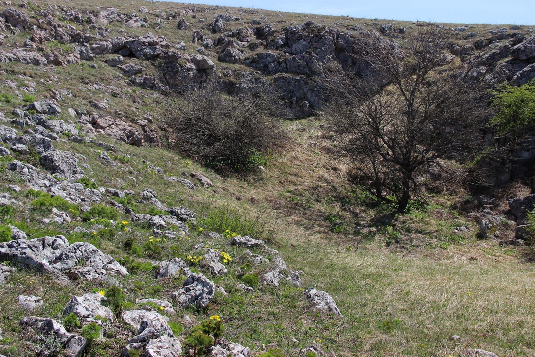 Долгоруковская яйла, image of landscape/habitat.