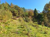 Дендрарий Горнотаёжной станции, image of landscape/habitat.