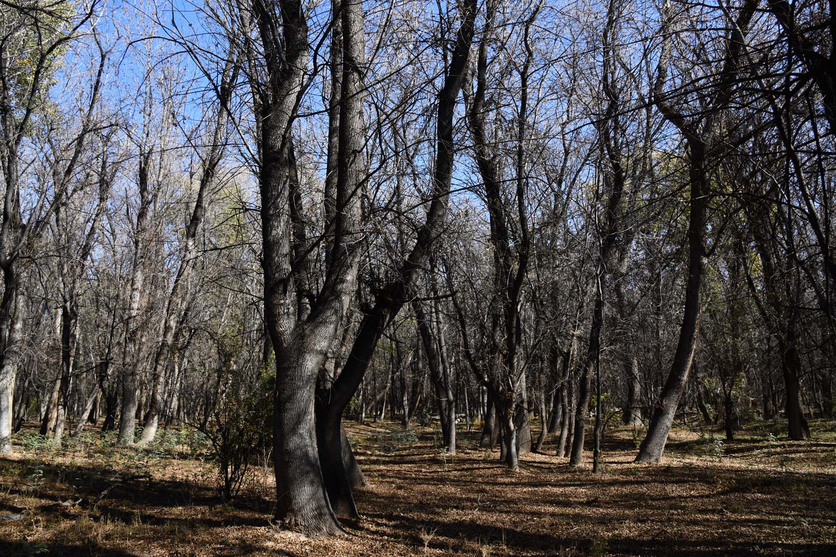 Сарытогай (Ясеневая роща), image of landscape/habitat.