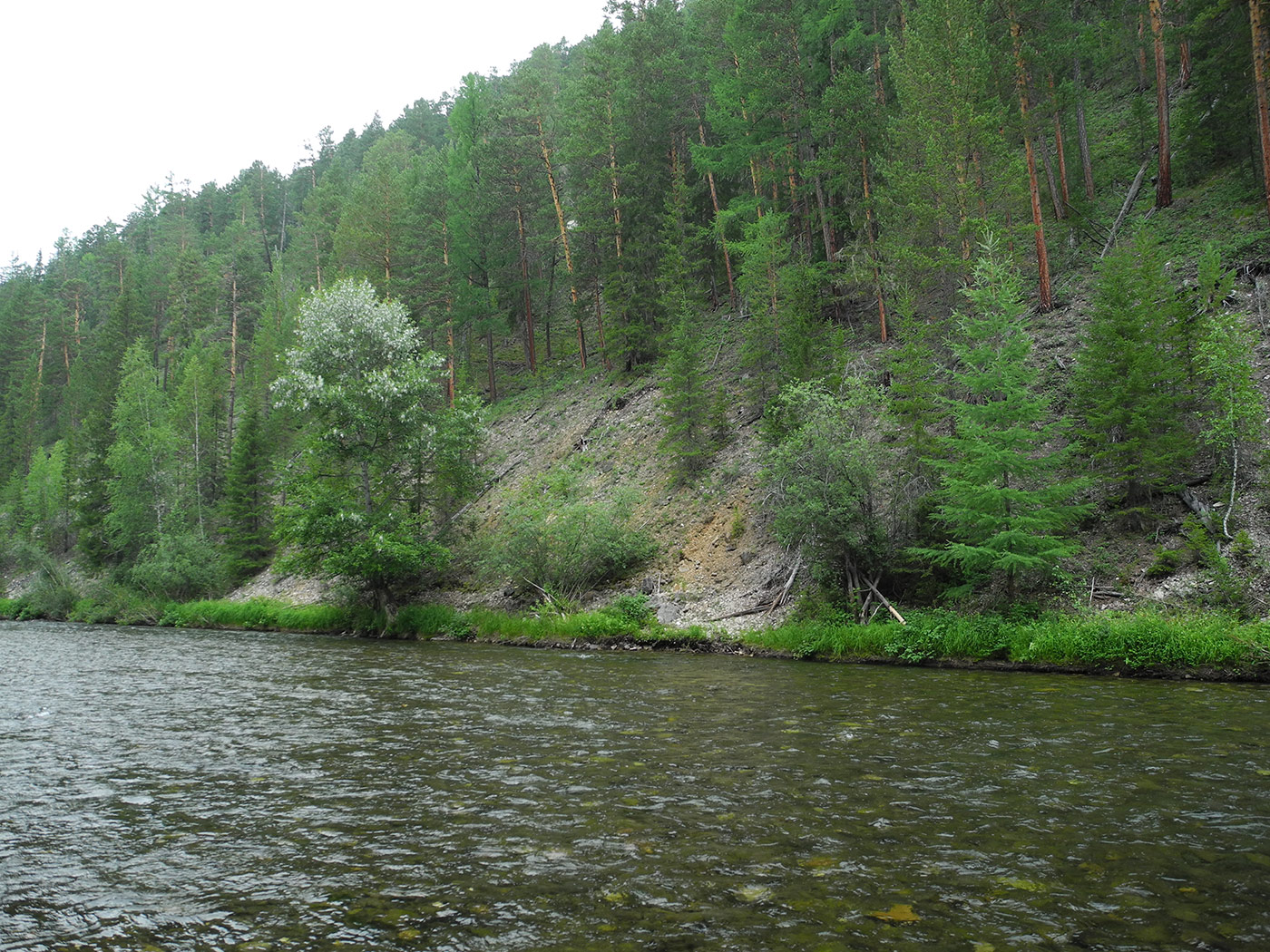 Низовье реки Чанчур, image of landscape/habitat.