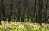 Верховья реки Самоткань, image of landscape/habitat.