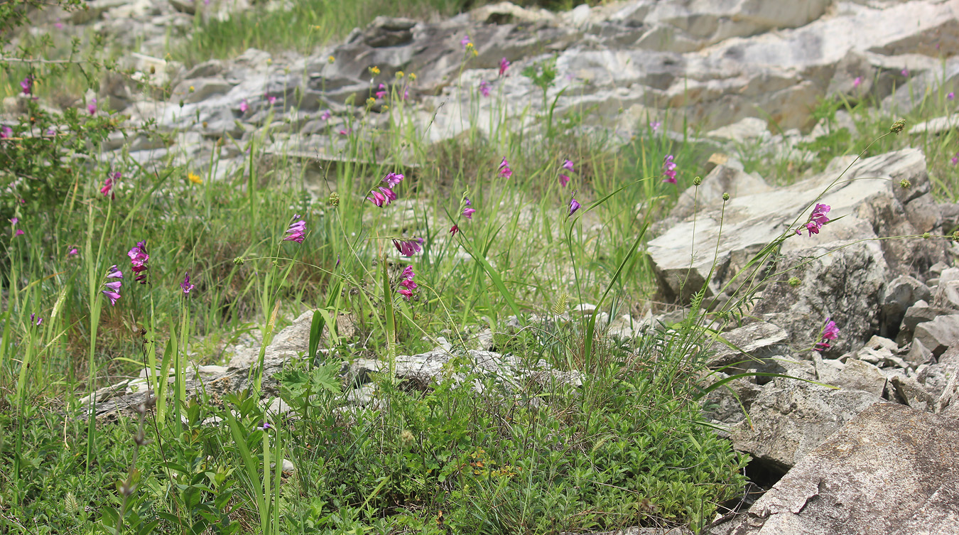 Нефтяная балка, image of landscape/habitat.