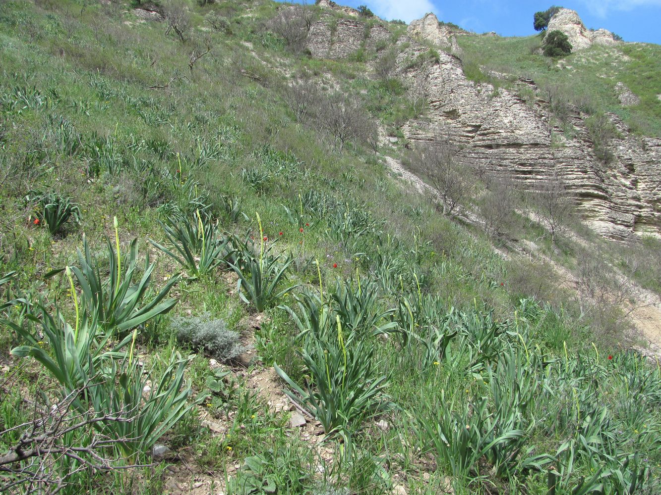 Талги, image of landscape/habitat.