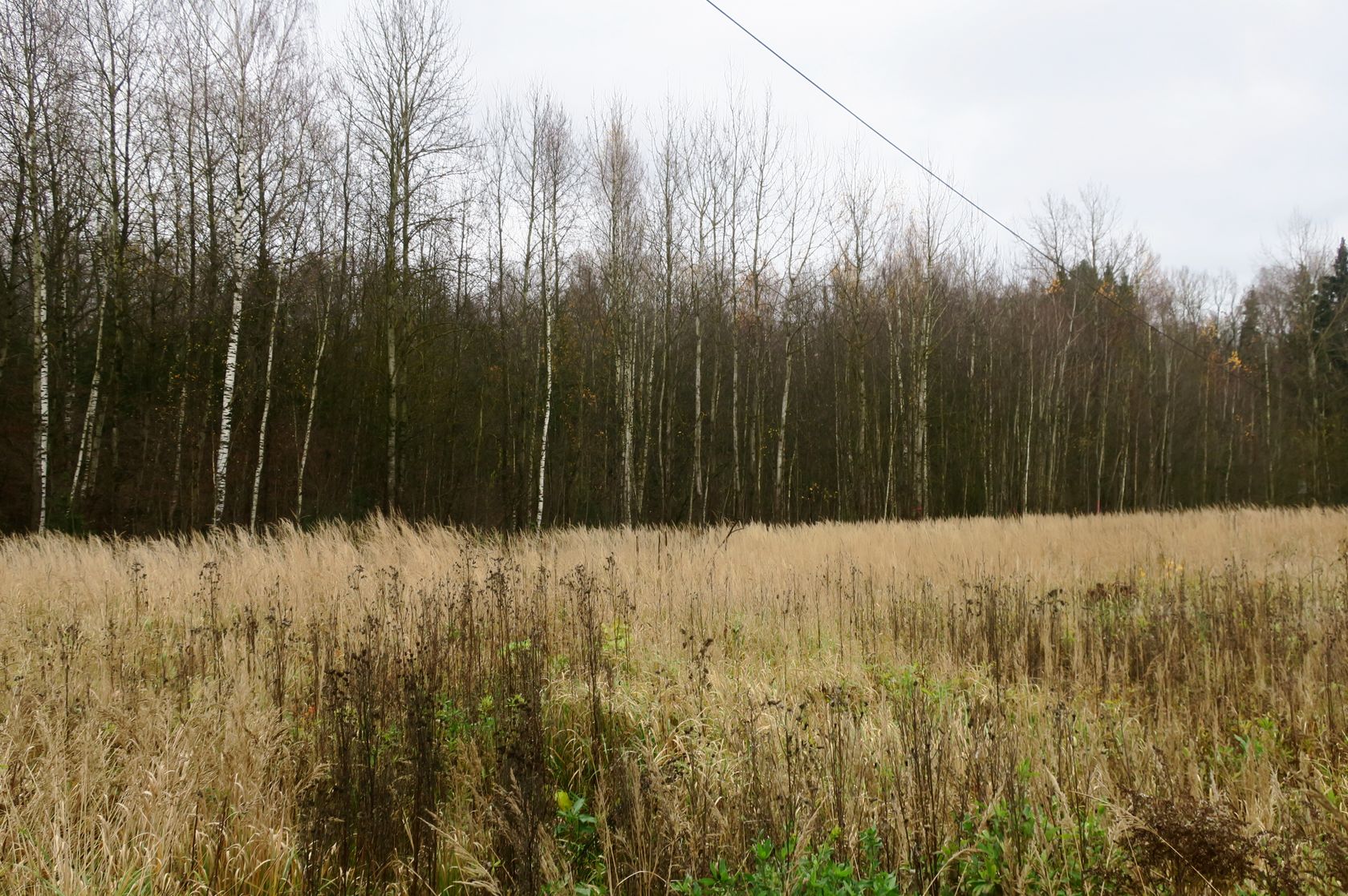 6-й км Красноармейского шоссе, image of landscape/habitat.