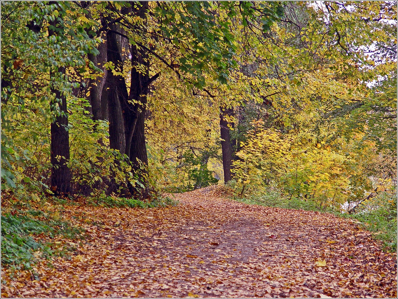 Кузьминский лесопарк, image of landscape/habitat.
