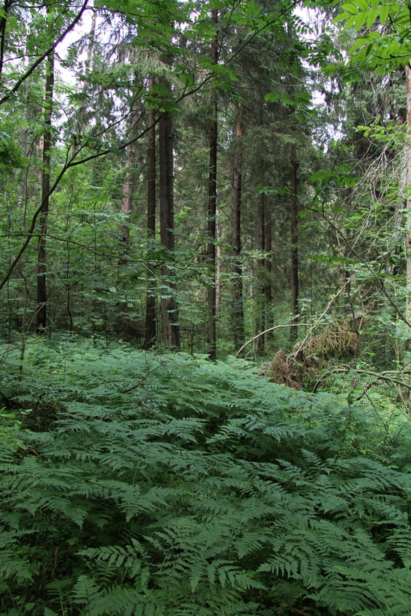 Никольское, image of landscape/habitat.