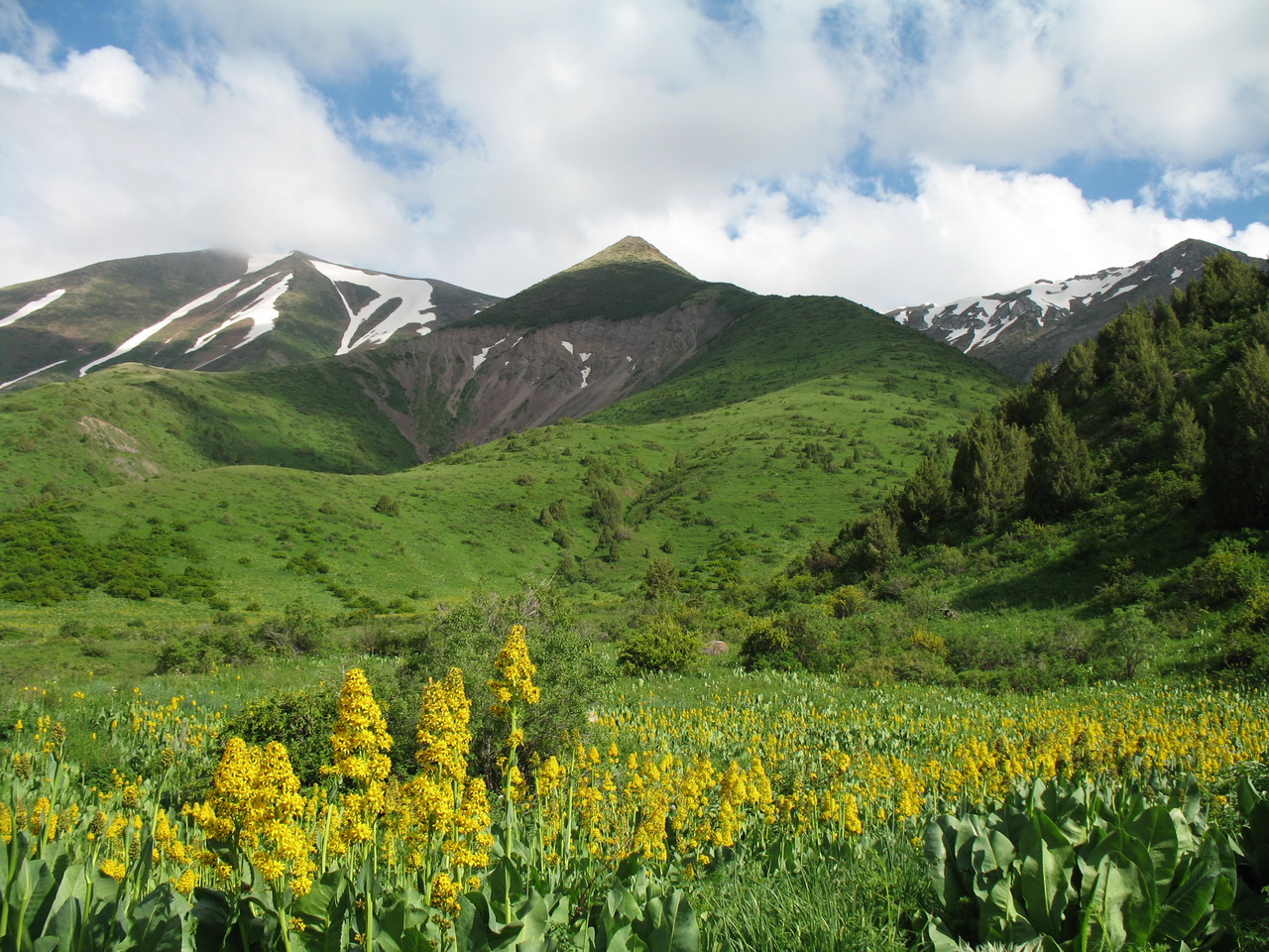 Урочище Улькен-Каинды, image of landscape/habitat.