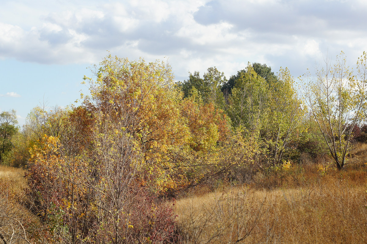 Балка Плотникова, image of landscape/habitat.