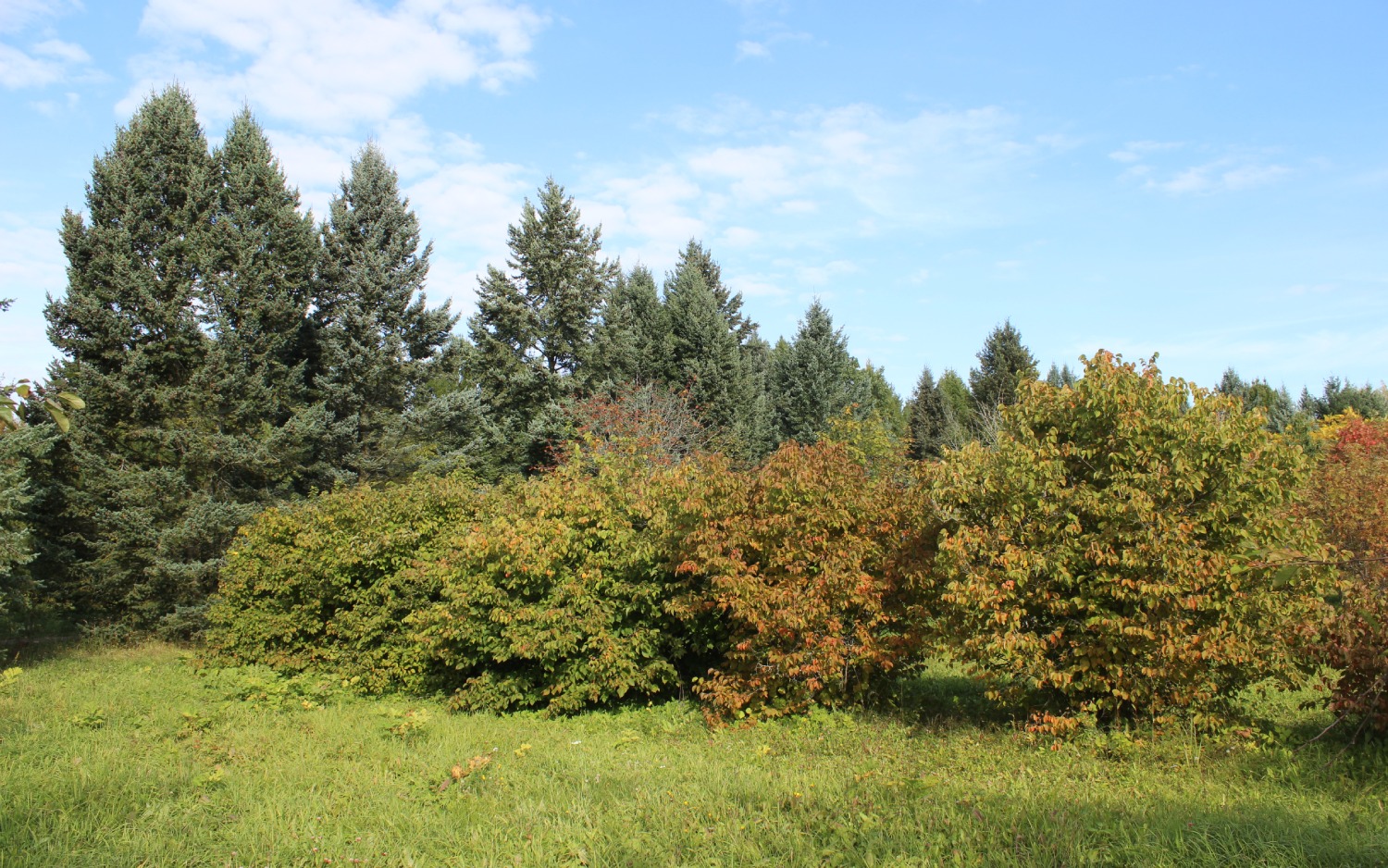 Переславский дендросад, image of landscape/habitat.