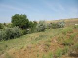 Бархан Кумтиын, image of landscape/habitat.
