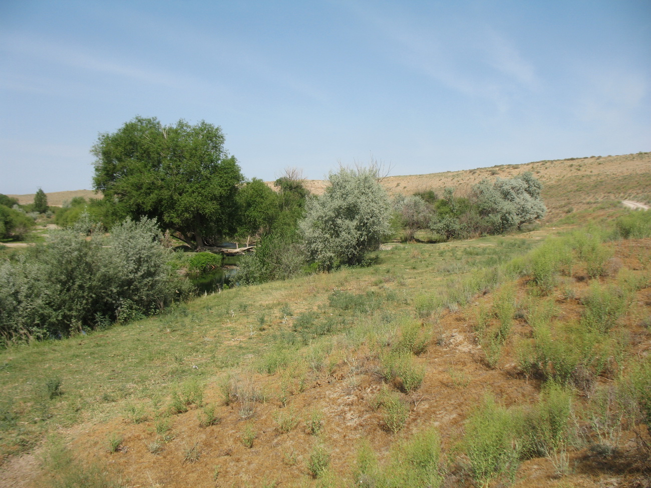Бархан Кумтиын, image of landscape/habitat.
