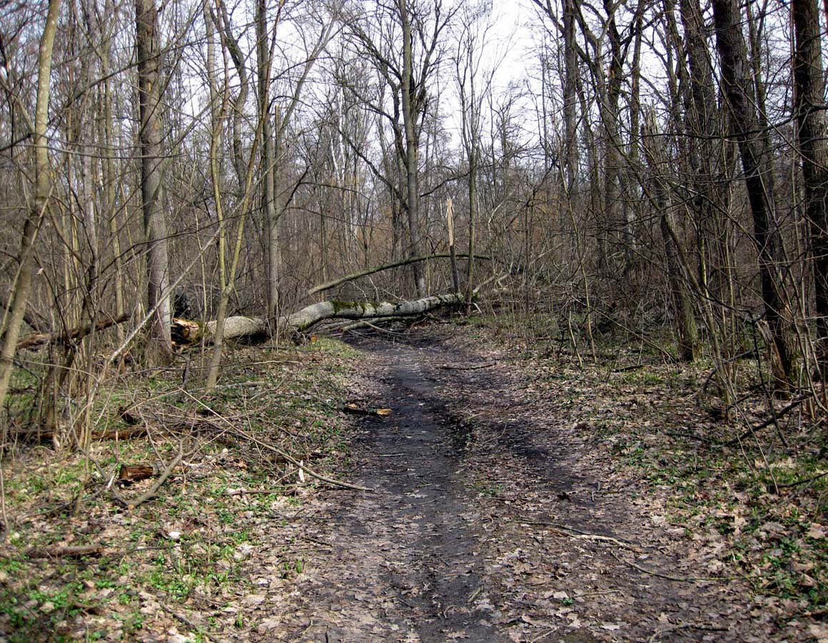 Лесники, низинная часть, image of landscape/habitat.