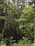 Image of landscape